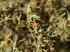 Buddleja mendozensis