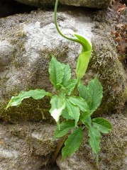 Arisaema tortuosum