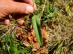 Convolvulus bonariensis