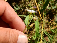 Convolvulus bonariensis
