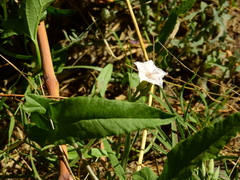 Convolvulus bonariensis