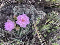 Gymnocalycium monvillei