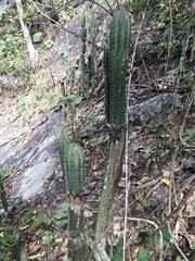 Cereus hexagonus