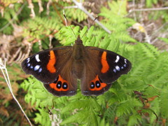 Vanessa gonerilla ida