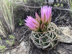 Gymnocalycium monvillei