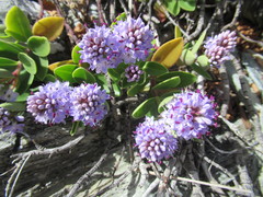 Veronica chathamica