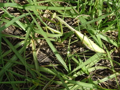 Stagmomantis floridensis