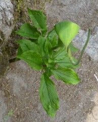 Arisaema tortuosum