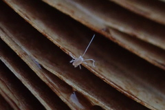 Linopodes motatorius