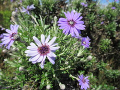 Macrolearia semidentata