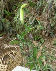 Arisaema tortuosum