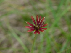 Tragopogon crocifolius