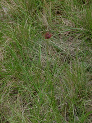 Tragopogon crocifolius