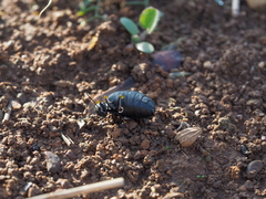 Meloe rugosus