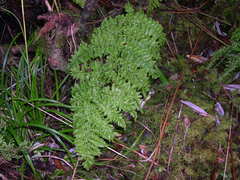 Dryopteris crispifolia