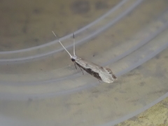 Sagephora phortegella