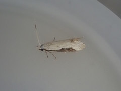 Sagephora phortegella