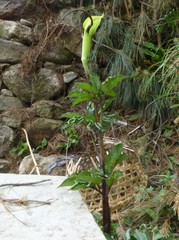 Arisaema tortuosum