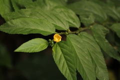 Sida planicaulis