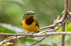 Platysteira concreta