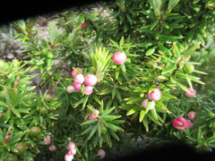 Leptecophylla robusta