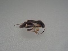 Ausejanus albisignatus