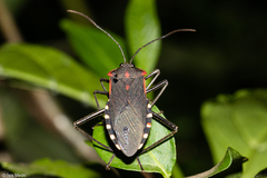 Laminiceps megaera