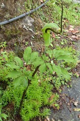 Arisaema tortuosum