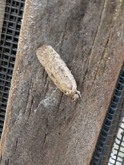 Agonopterix yeatiana