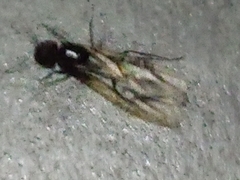 Camponotus