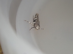 Pyroderces deamatella