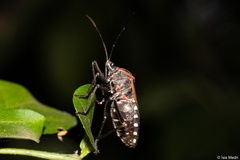 Laminiceps megaera