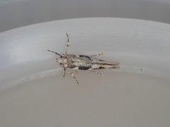 Pyroderces deamatella