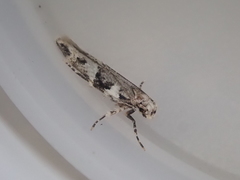 Pyroderces deamatella