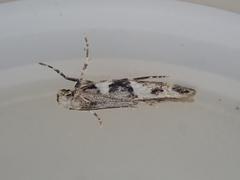 Pyroderces deamatella