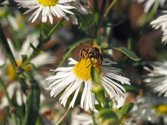 Andrena schencki