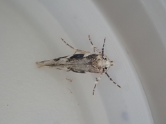 Pyroderces deamatella