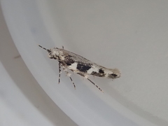 Pyroderces deamatella