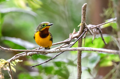 Platysteira concreta