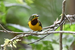 Platysteira concreta