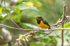 Platysteira concreta