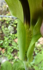Arisaema tortuosum