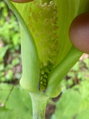 Arisaema tortuosum