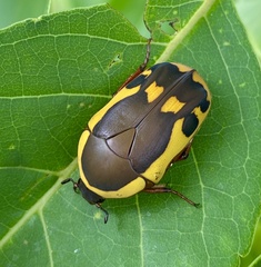 Pachnodella impressa