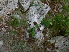 Aristolochia rotunda
