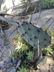 Opuntia bravoana