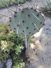 Opuntia bravoana