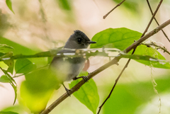 Trochocercus nitens