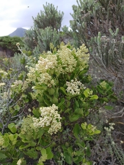 Olea capensis