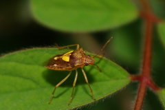 Oebalus insularis